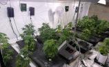 BREAKING: Huge cannabis grow house discovered in Offaly