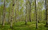 Teagasc recommencing nationwide series of Forestry Advisory Clinics