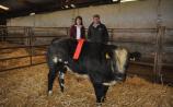 1st prize for Belgian Blue at Tullamore Mart