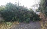 Edenderry councillor calls for 'detection programme' to reduce fallen tree issue during storms