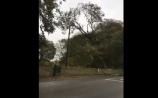 WATCH: The moment a 100-year-old tree comes down in Offaly during Storm Brian