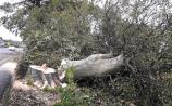 Historic Offaly trees to be examined after extensive storm damage
