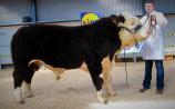 Hereford breeder and friend of the Molloy family, Hugh P. Murray showing Mick&rsquo;s 'Moyclare Phoenix' at the event. Sold for &euro;6,600
