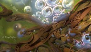 Offaly photographer to exhibit stunning new collection 