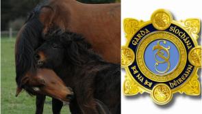 Shock in Offaly as three horses shot dead