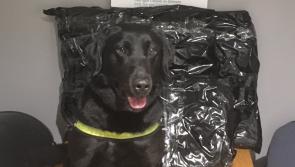 Revenue seizes herbal cannabis worth &euro;230,000 in Dublin Airport