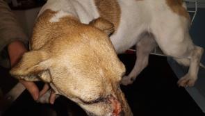 Dog in Louth 'shot with a pellet gun'