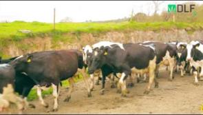 Offaly farmer to take part in unique grass technology initiative 
