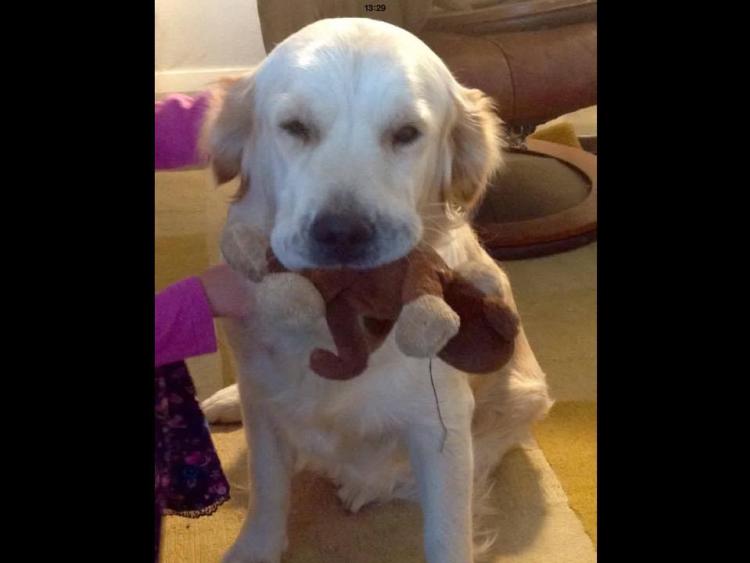 Much loved family pet missing in Mountbolus area