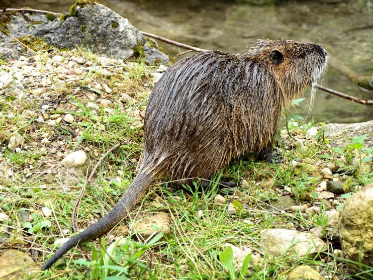 Public warned as 'world's largest rodent' spotted in Ireland