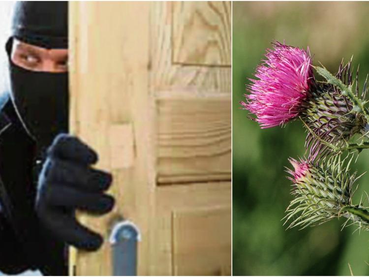 Garda&iacute; say prickly plants can deter pesky thieves