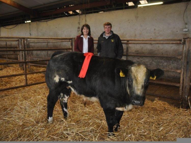 1st prize for Belgian Blue at Tullamore Mart