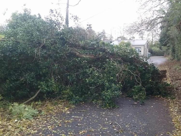 BREAKING: Tree down blocking road in Offaly Credit: Andrea O'Connell