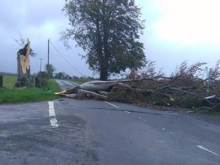 Massive tree comes down at Killurin Cross in Offaly 