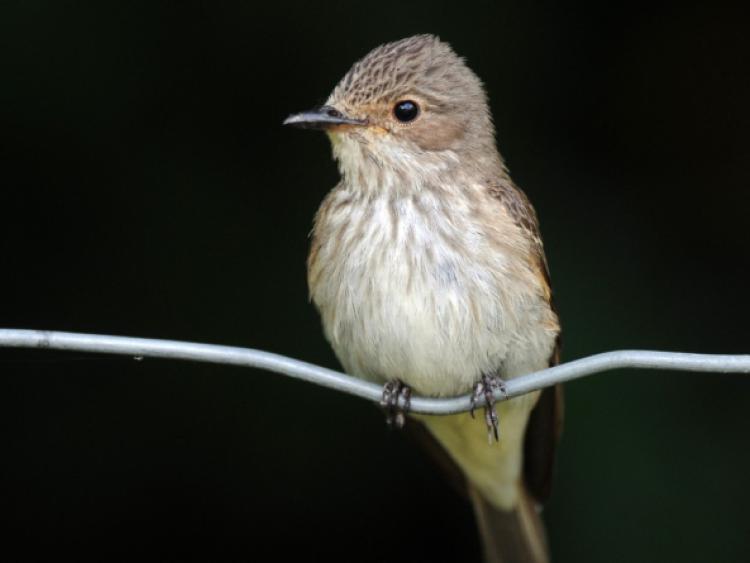 Spotted Flycatcher