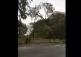 WATCH: The moment a 100-year-old tree comes down in Offaly during Storm Brian