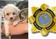 Garda&iacute; investigate theft of expensive dogs from Offaly family 