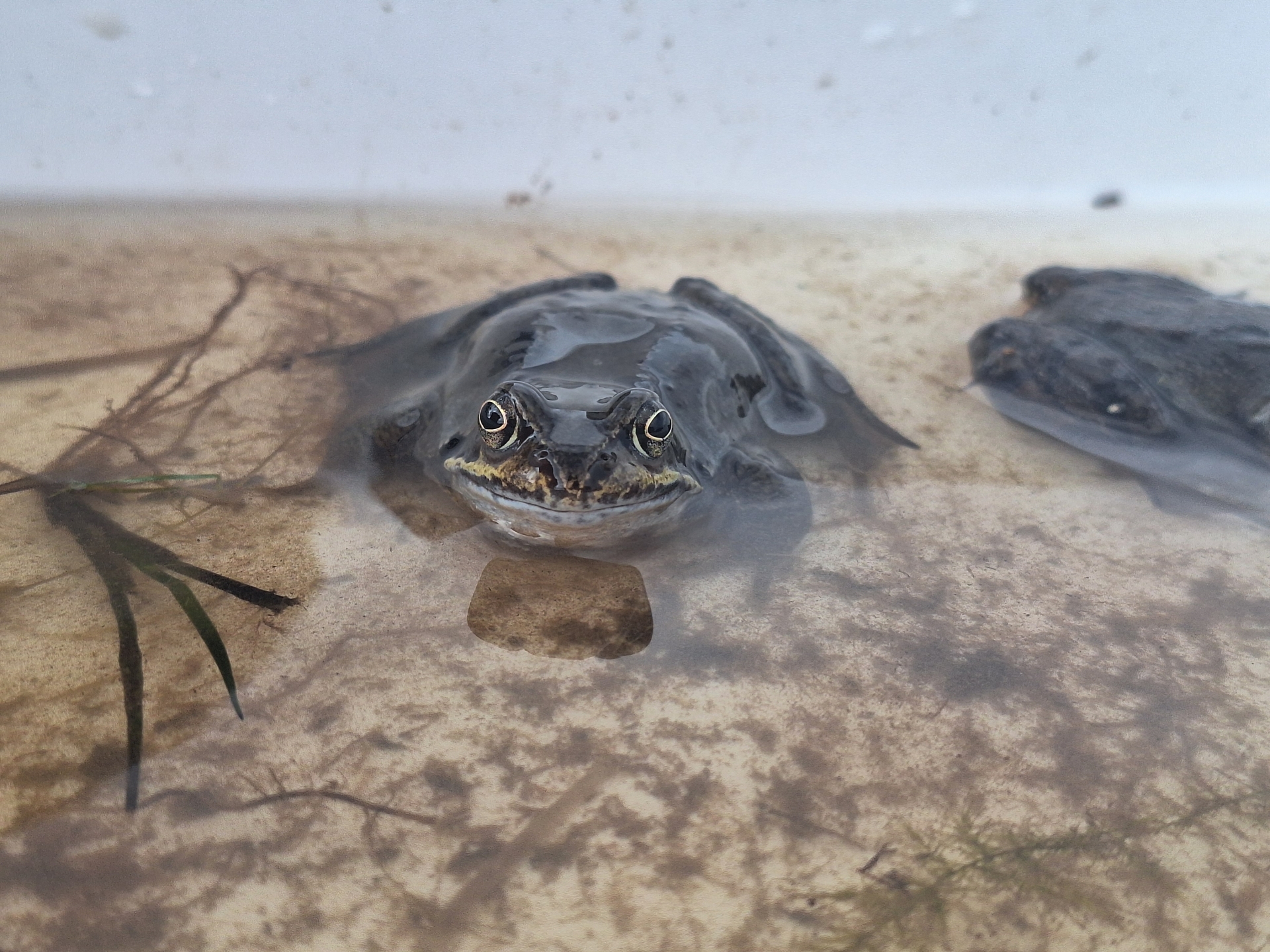 Are there any frogs in county Offaly?