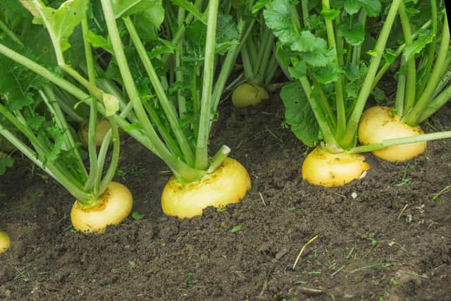 Burns Night: How to grow your own neeps and tatties