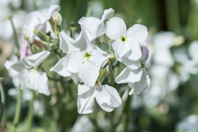 Use plants which attract insects at night