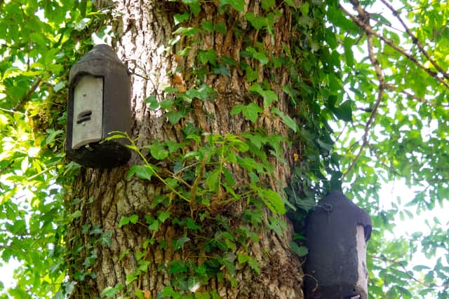 Set up bat boxes