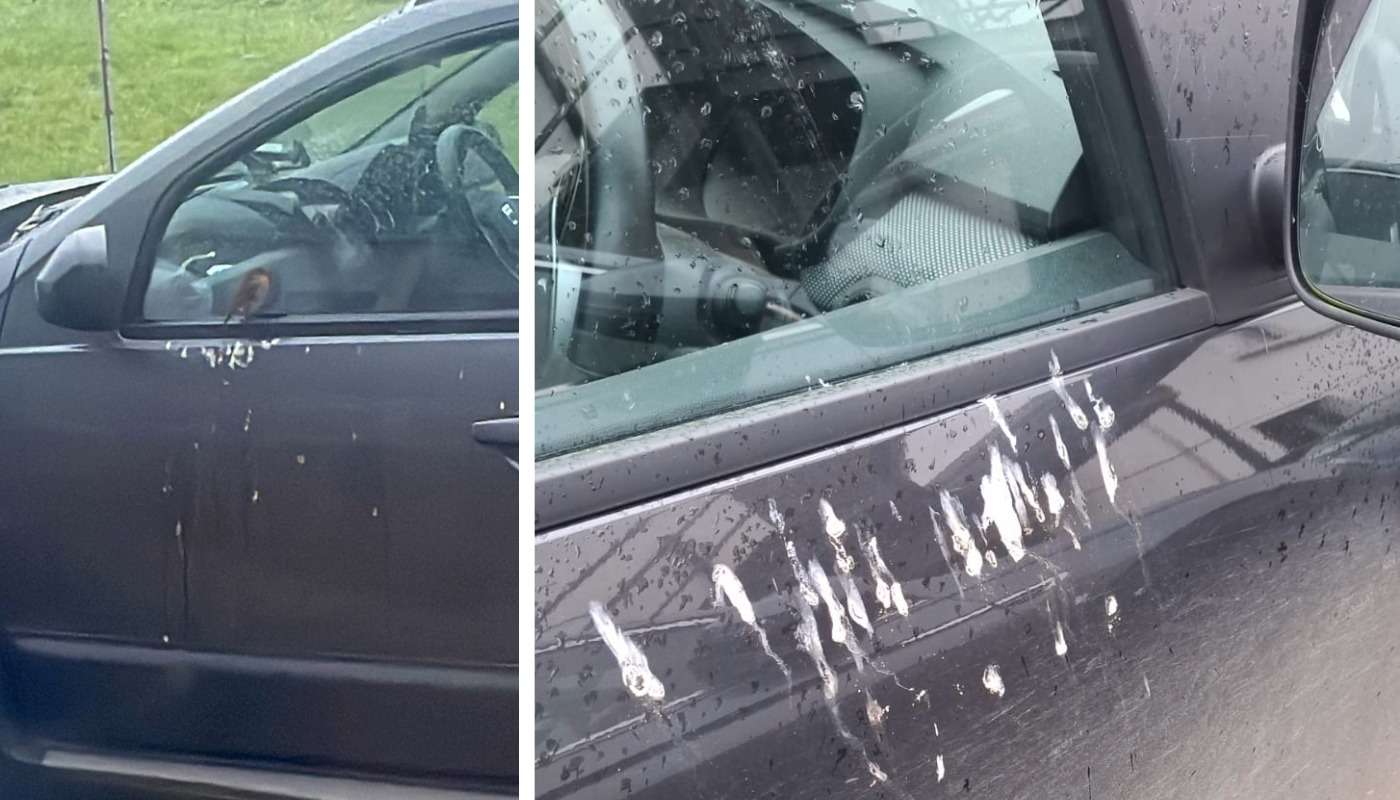'You're so vain' - Rotten robin in Offaly crapping on cars while ...