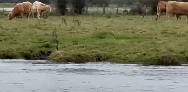 Some of the marooned cattle pictured on an island near Shannonbridge.