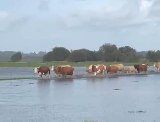 SOSO and the farmers it represents is concerned about the long-term impact of these recurring flooding incidents, especially with the increasing frequency of heavy rainfall events due to climate change. They are calling for better infrastructure and legislative changes to address the issue. They are also critical of the state agencies that manage the Shannon. “When Storm Amy hit, a Sluice Gate at New Cut in the Lusmagh area had still not been opened,” remarked Liam. “This gate is managed by Waterways Ireland and they should have opened it earlier.” (Pictured below are a herd of cattle being walked across the rising waters, to safety, before the arrival of the heavy rains, in the Shannonbridge area).