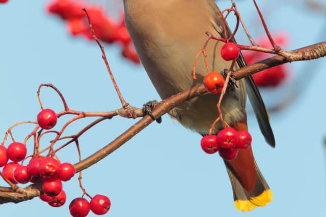 “In particular, birds seem to prefer red berries, but that doesn’t mean that more unusual colours are to be avoided,” he observes.