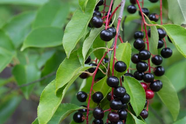 5. Bird cherry