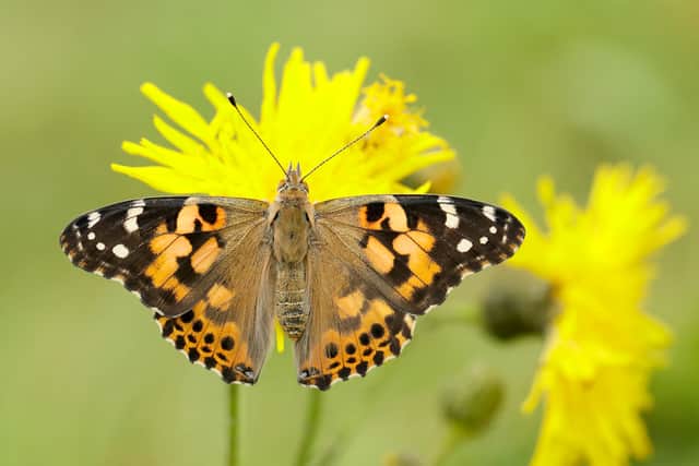 3. Painted lady