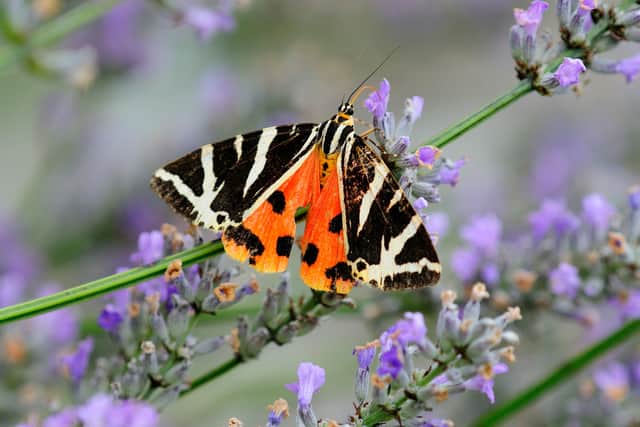 5. Jersey tiger moth