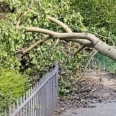 A large number of trees fell in Offaly during the storm
