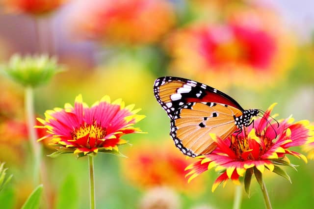 Offaly community to host unique Bio Blitz event next week