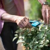 Gardening: good for the body, good for the mind