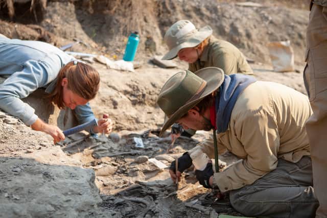 The skull I’m helping to uncover from a bone bed in Canadian province Alberta belongs to a Pachyrhinosaurus, a close relative of the Triceratops distinguishable by its thick boss and elaborate frills. Affectionately nicknamed ‘Big Sam’, the find was made during filming for new six-part BBC series Walking With Dinosaurs, a revamp of the popular show which first aired 25 years ago.