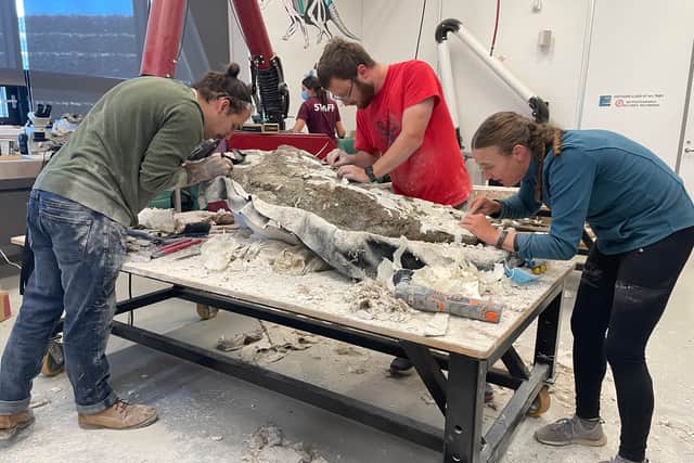 Excavation and preparation are the most time-consuming aspects of any dig. Once bones have been sufficiently exposed, they are wrapped in a ‘jacket’ of bandages to create a protective cast and carefully removed for further work and analysis.