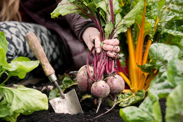 “These are very good to fill any gaps you may have in your vegetable bed.”