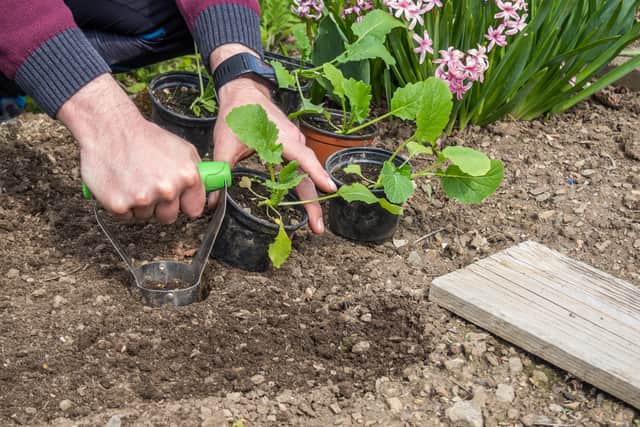 “Buying vegetable plants from a garden centre is a good option to start with as they will have a root system ready to be transferred into your vegetable garden. Root veg such as beetroots, turnips and radish are very easy to grow.”