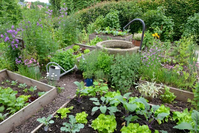 “The biggest mistakes are planting and then not watering, or growing a large amount of one vegetable and not being able to eat it all,” says Lofthouse, “the plants will bolt.”