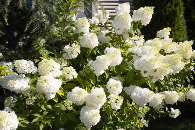 1. Hydrangea paniculata ‘Garden lights Little light’ (available from Burncoose Nurseries)