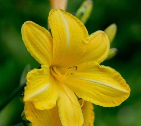 4. Hemerocallis ‘See You Tomorrow’ (available from Sparsholt College)