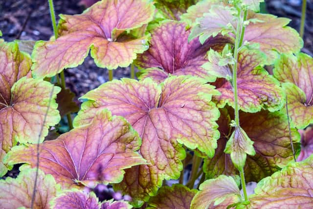 6. Heuchera ‘Eternal Flame’ (available from Hare Spring Cottage Plants)