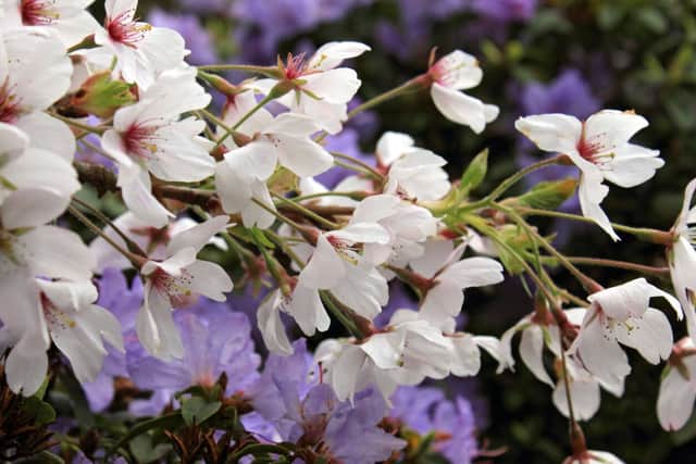 9. Rhaphiolepis indica ‘White Cloud’ (available from Sparsholt College)