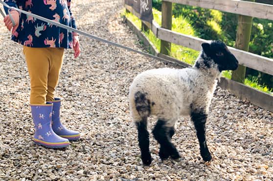 North Hayne Farm, Devon