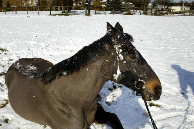 In a cruel twist of fate, it would be in Jodami’s quest for a fourth Irish Gold Cup – when valiantly edged out by the hugely-popular Danoli – that he suffered the injury that would end his on-track career.