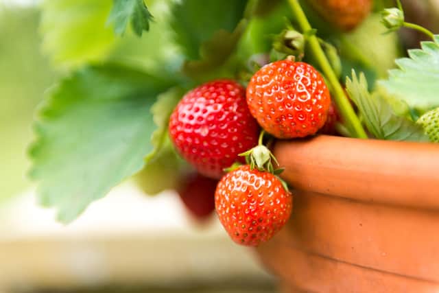 Strawberries