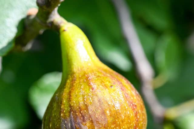 Figs