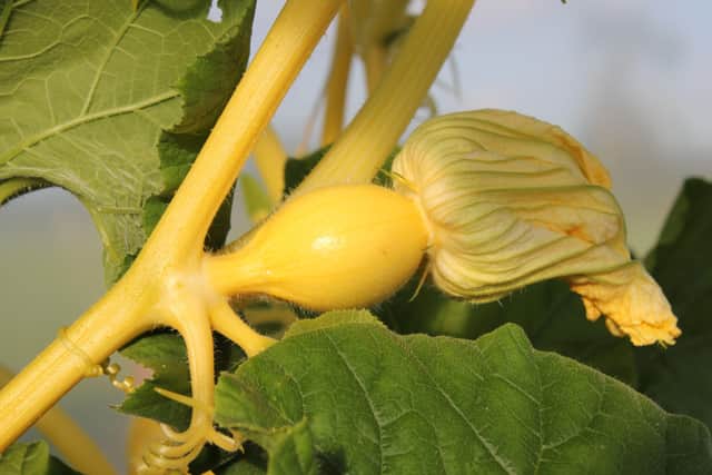 Butternut squash