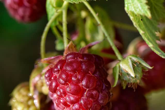 Raspberries
